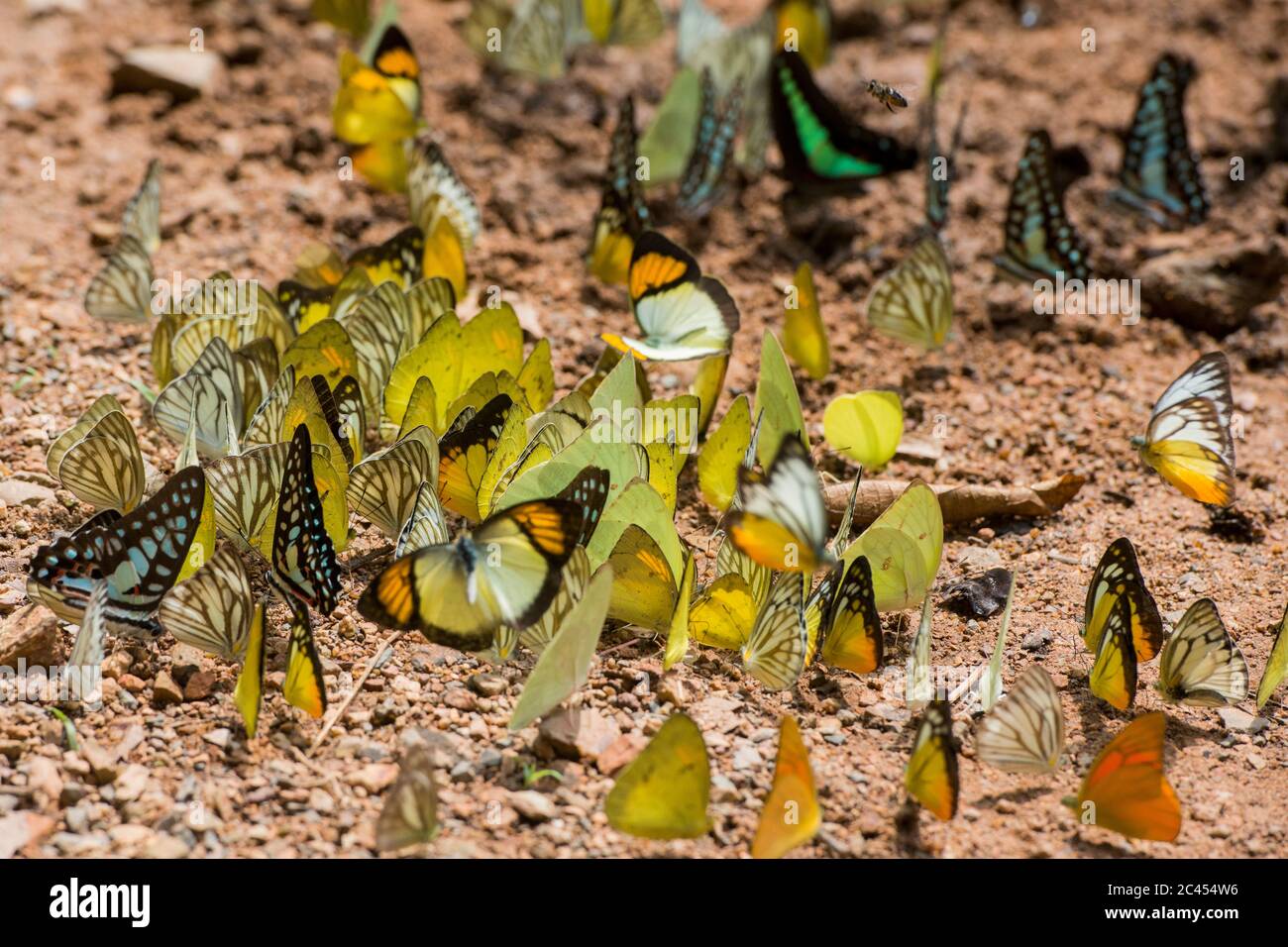 Papillon sauvage au parc national de Kaeng krachan à l'ouest de la ville de Phetchaburi ou Phetburi dans la province de Phetchaburi en Thaïlande. Thaïlande, Phet Banque D'Images
