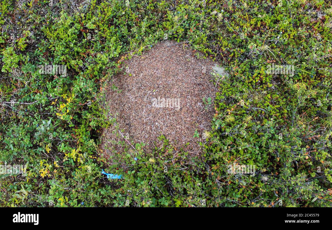 Gros plan des monticules Ant du formica lugubris dans la toundra arctique, au nord de la Suède Banque D'Images