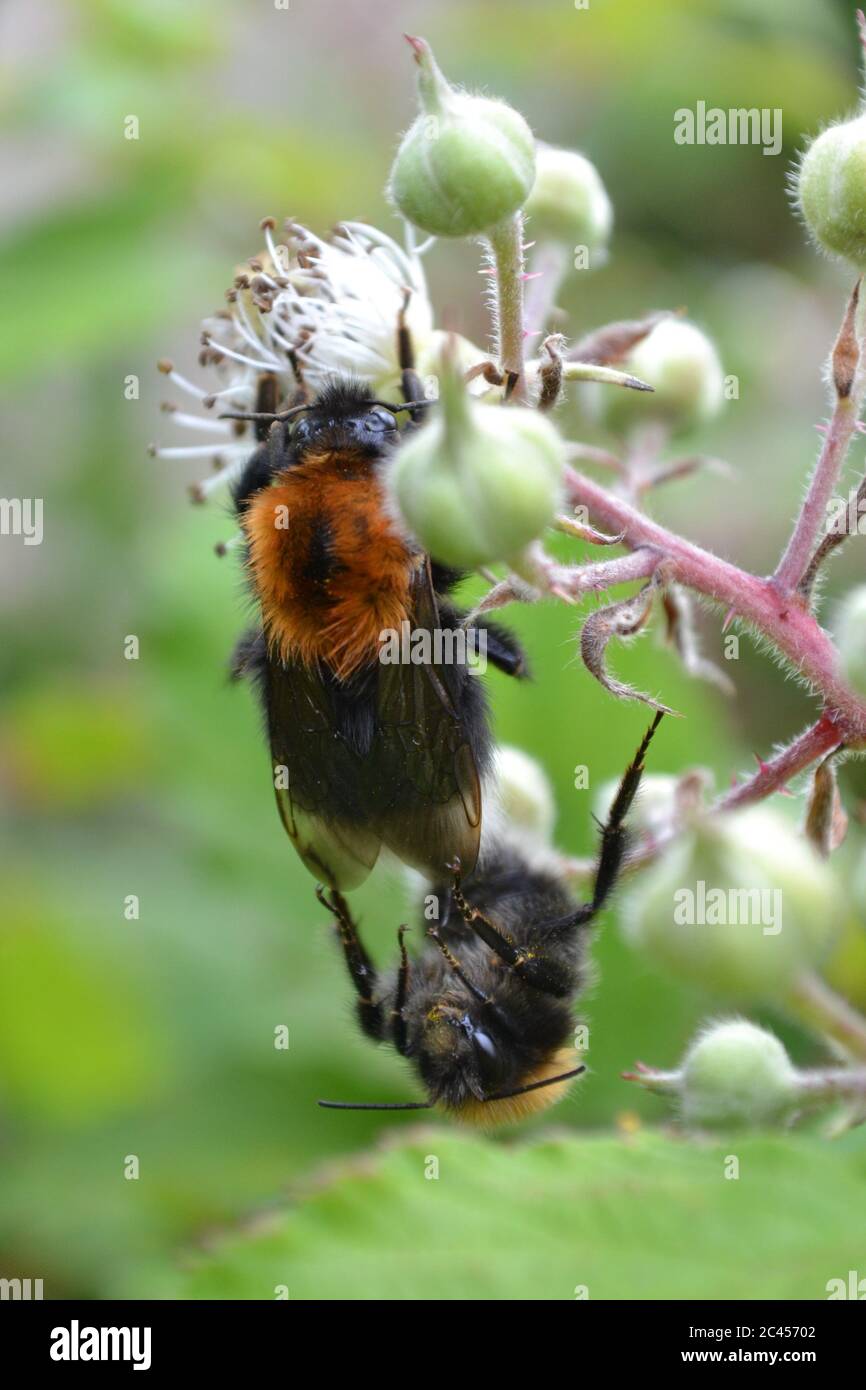 Deux arbres Bumble Bees - famille Apidea - accouplement - Nature - Royaume-Uni Banque D'Images