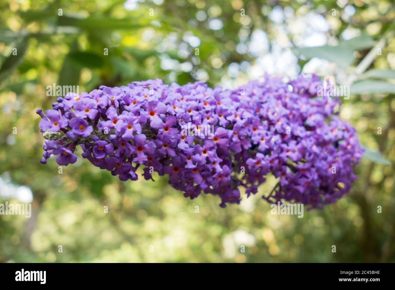 Gros plan d'un papillon violet à fleurs Bush ou Buddleia Davidii Banque D'Images