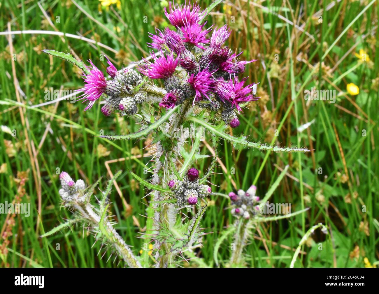 Chardon écossais aux fleurs violettes brillantes, croissant parmi les herbes longues et d'autres fleurs sauvages. Banque D'Images