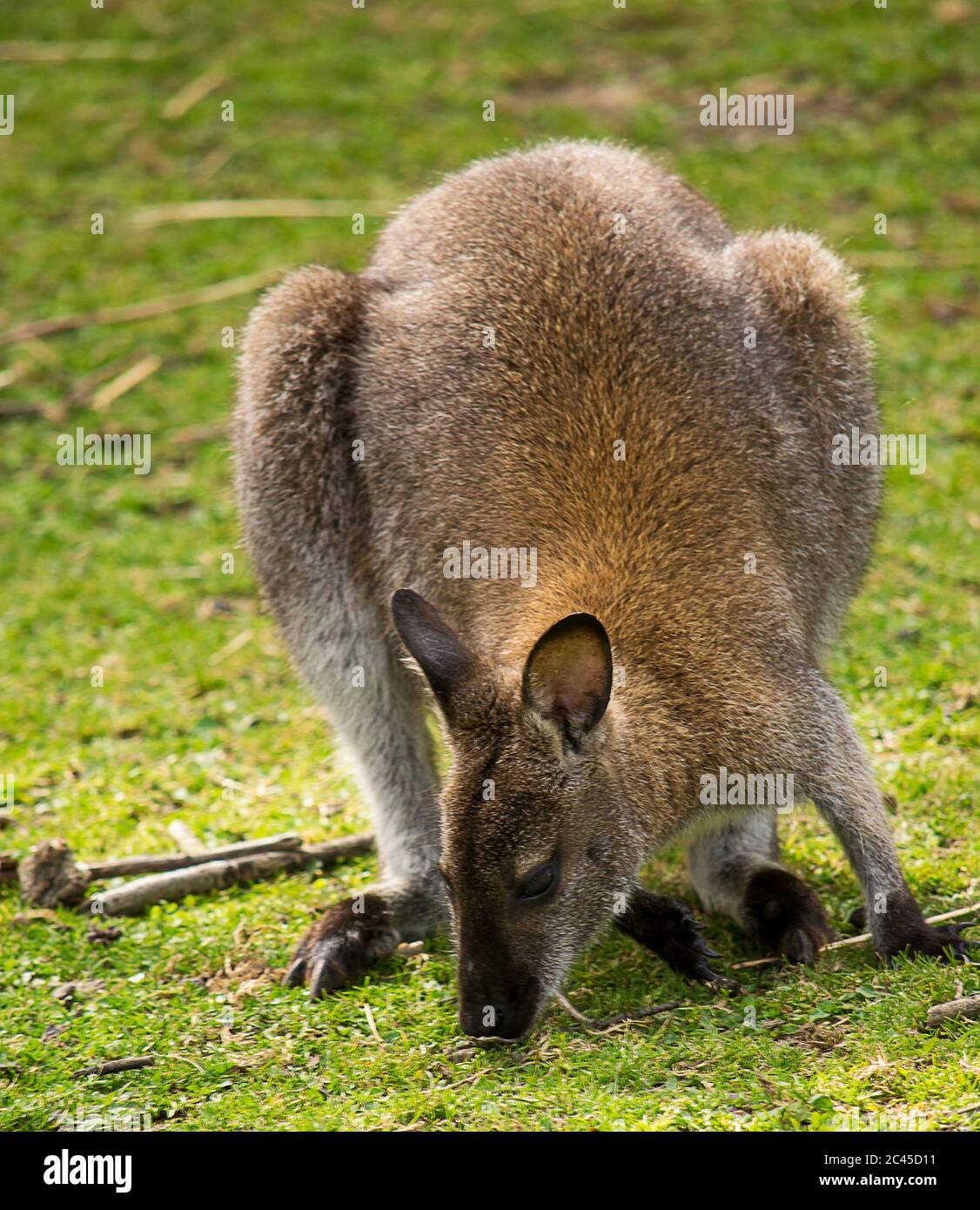 Wallaby à la recherche de nourriture sur l'herbe verte. Banque D'Images