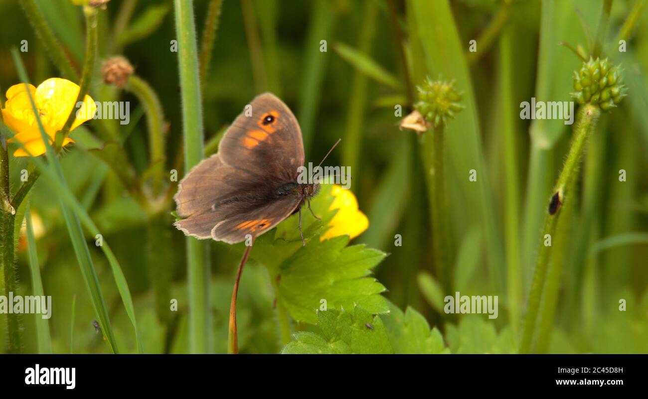 Meadow Brown Butterfly Banque D'Images