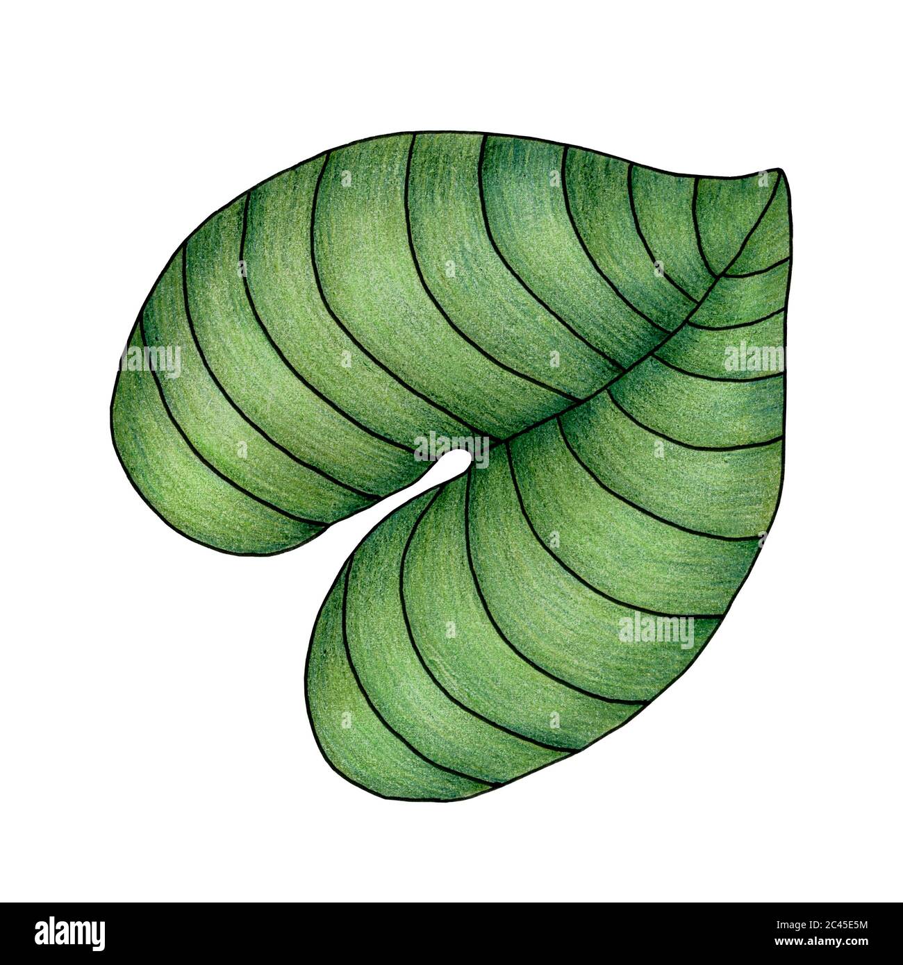 feuille tropicale isolée sur blanc, dessin manuel de l'illustration botanique avec feuille simple, élément de conception tropical Banque D'Images