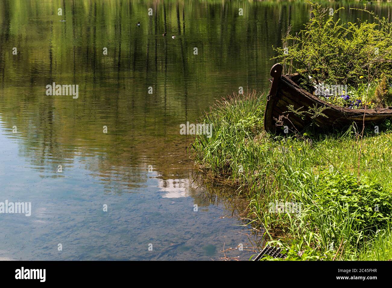 Lac avec un bateau surcultivé avec des plantes Banque D'Images