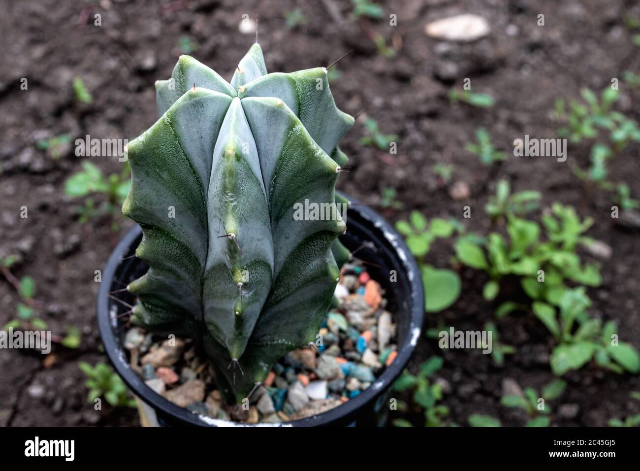 Cactus exotique de forme inhabituelle pousse dans un pot, gros plan, vue de dessus, jour. Banque D'Images