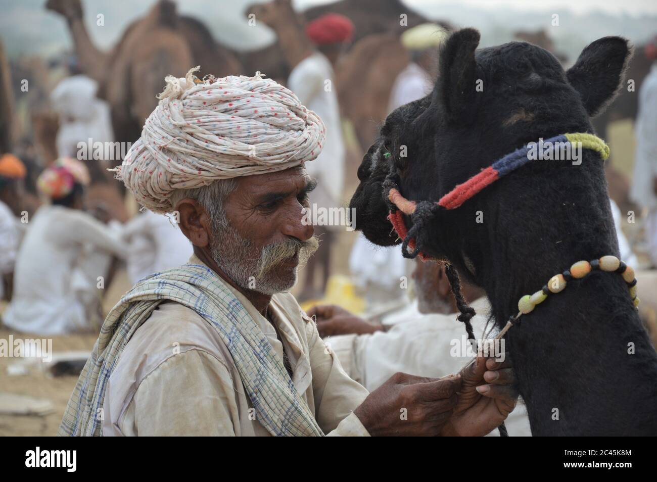 Foire de chameau de Pushkar, Inde Banque D'Images
