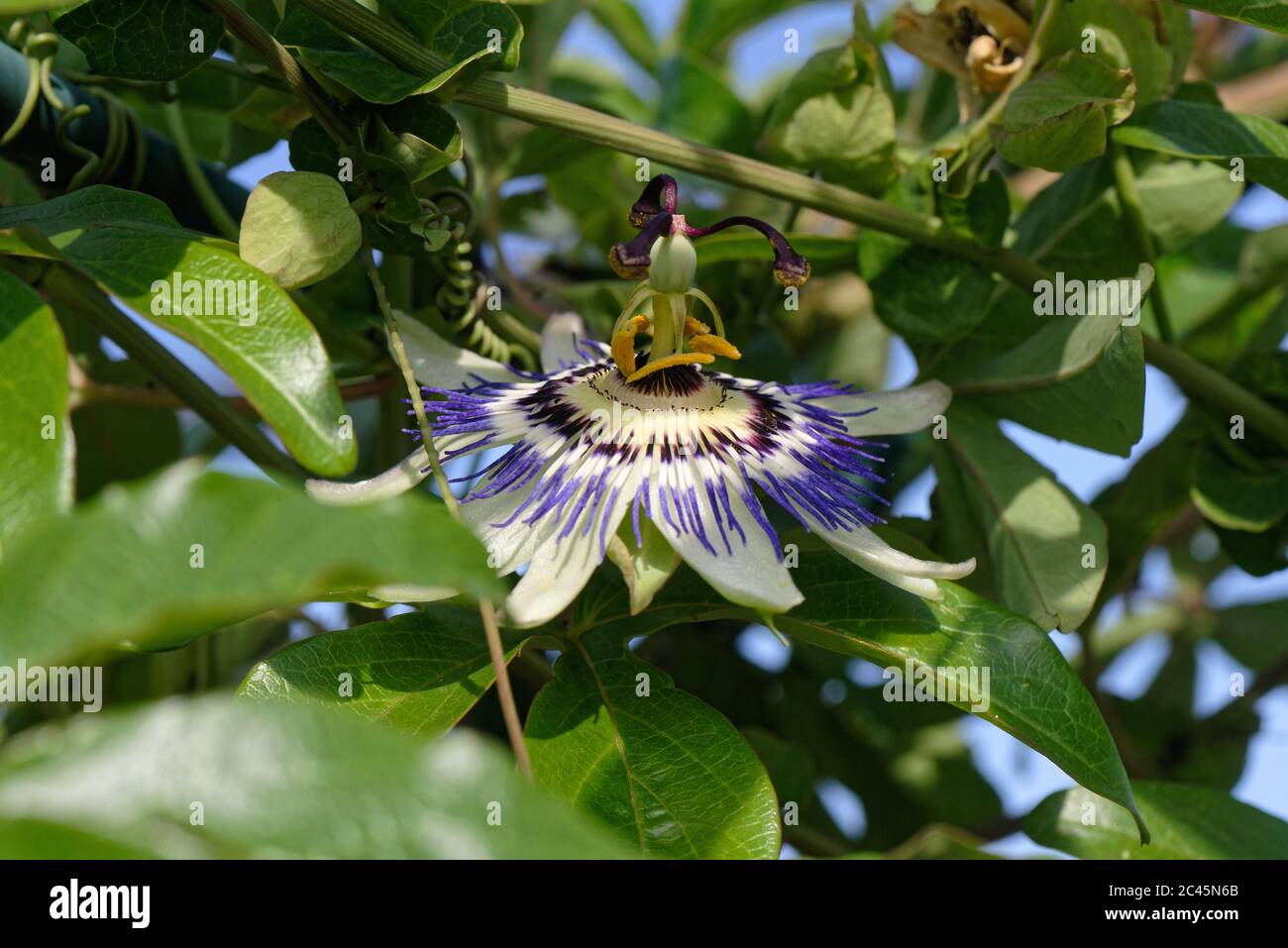Fleur bleue de passion en macro avec étamines saillantes Banque D'Images