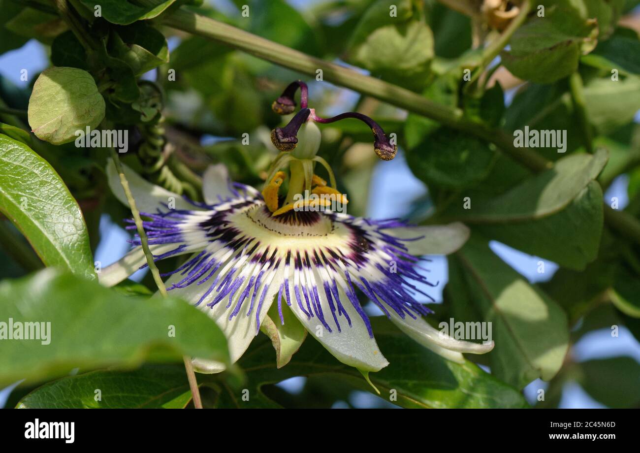 Fleur bleue de passion en macro avec étamines saillantes Banque D'Images