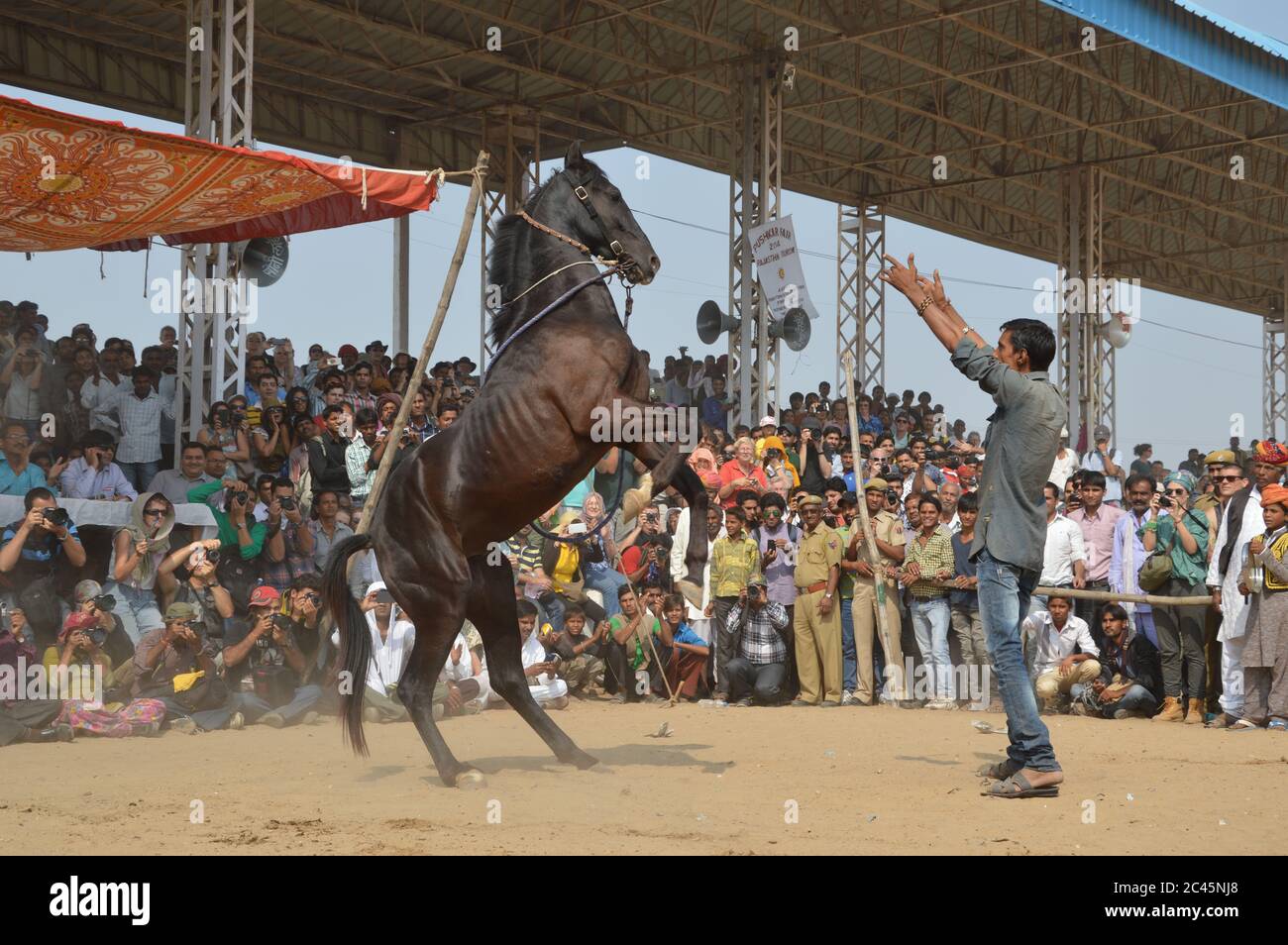 Danse équestre, foire de chameau de Pushkar, Inde Banque D'Images
