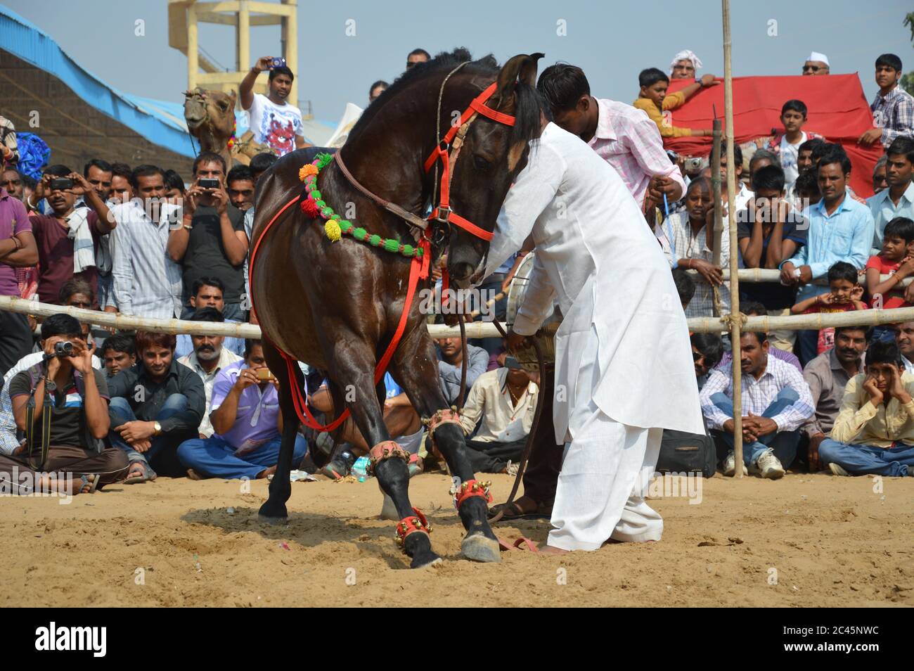 Danse équestre, foire de chameau de Pushkar, Inde Banque D'Images