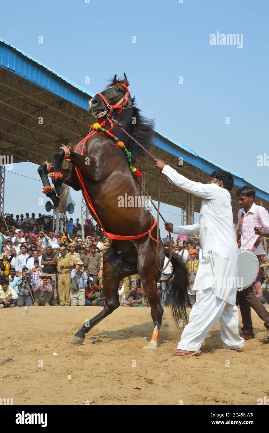 Danse équestre, foire de chameau de Pushkar, Inde Banque D'Images