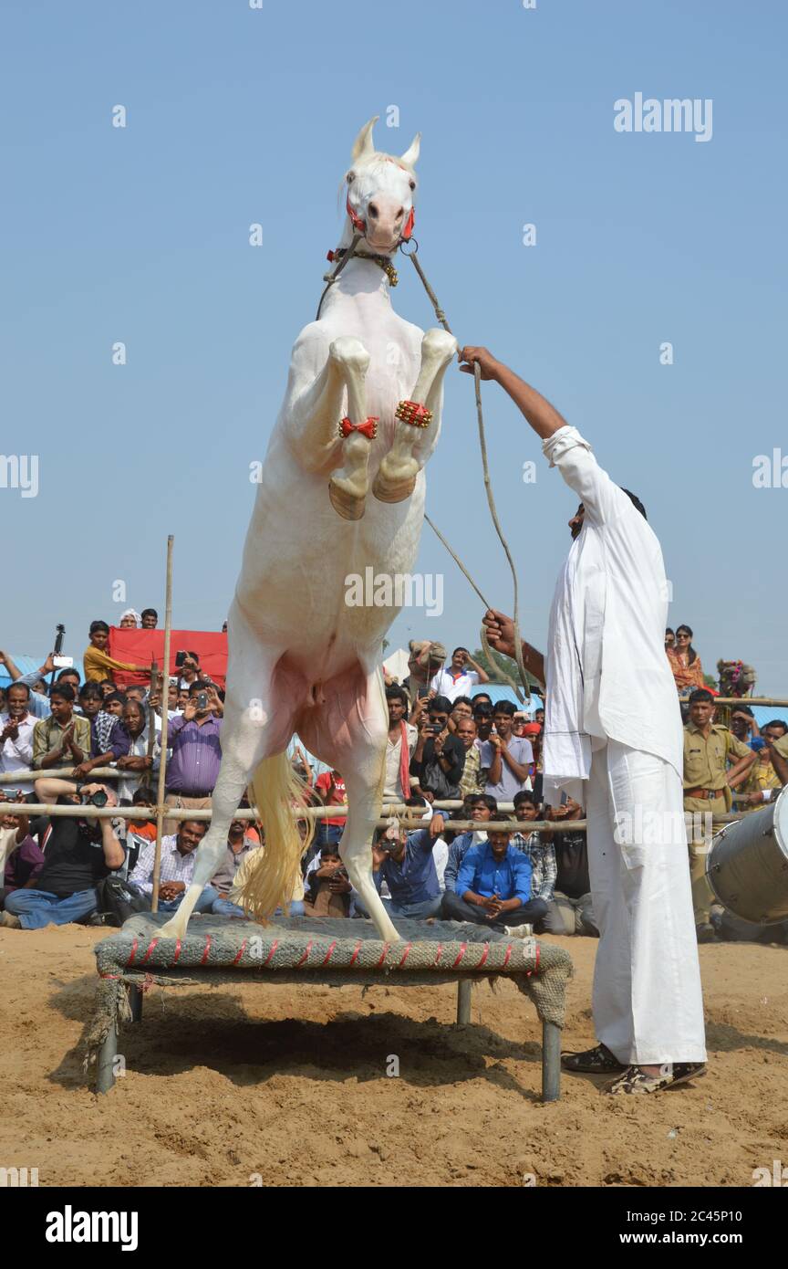 Danse équestre, foire de chameau de Pushkar, Inde Banque D'Images