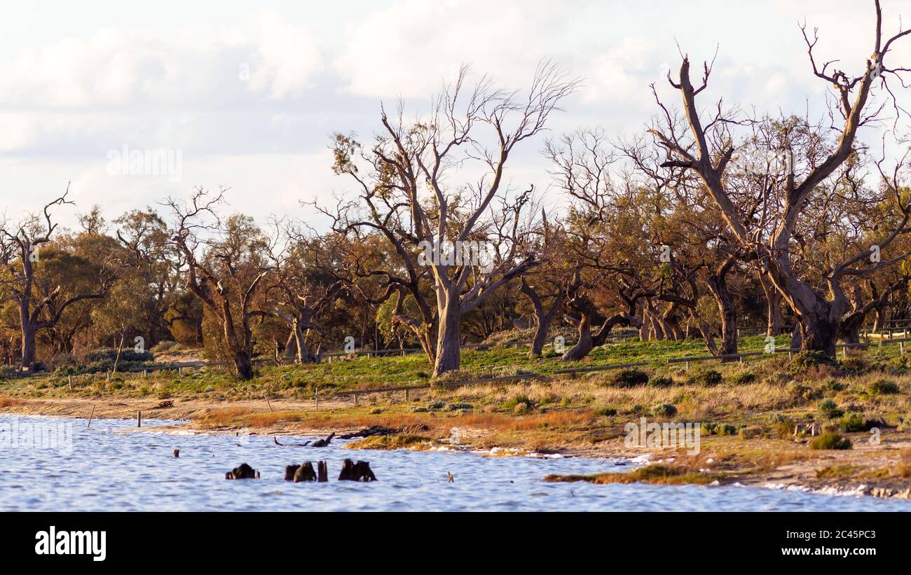 Les gommiers rouges morts du lac bonney et les campings situés à Barmera dans le Riverland en Australie méridionale le 20 juin 2020 Banque D'Images