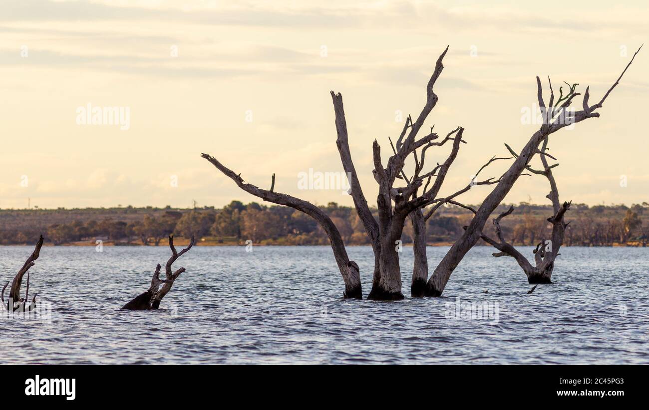 Les gommiers rouges morts du lac bonney situé à Barmera dans le Riverland en Australie méridionale le 20 juin 2020 Banque D'Images