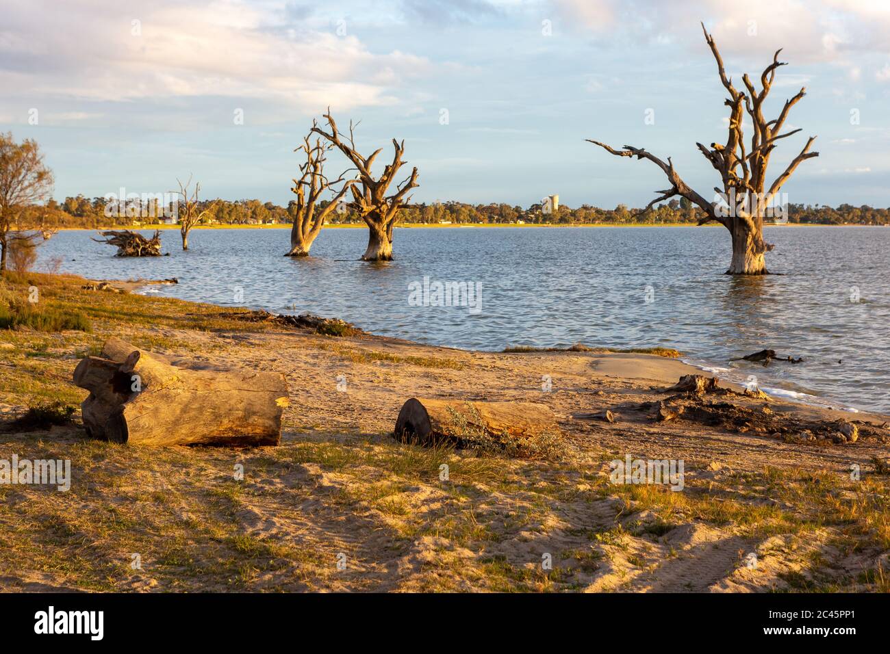 Les gommiers rouges morts du lac bonney et les campings situés à Barmera dans le Riverland en Australie méridionale le 20 juin 2020 Banque D'Images