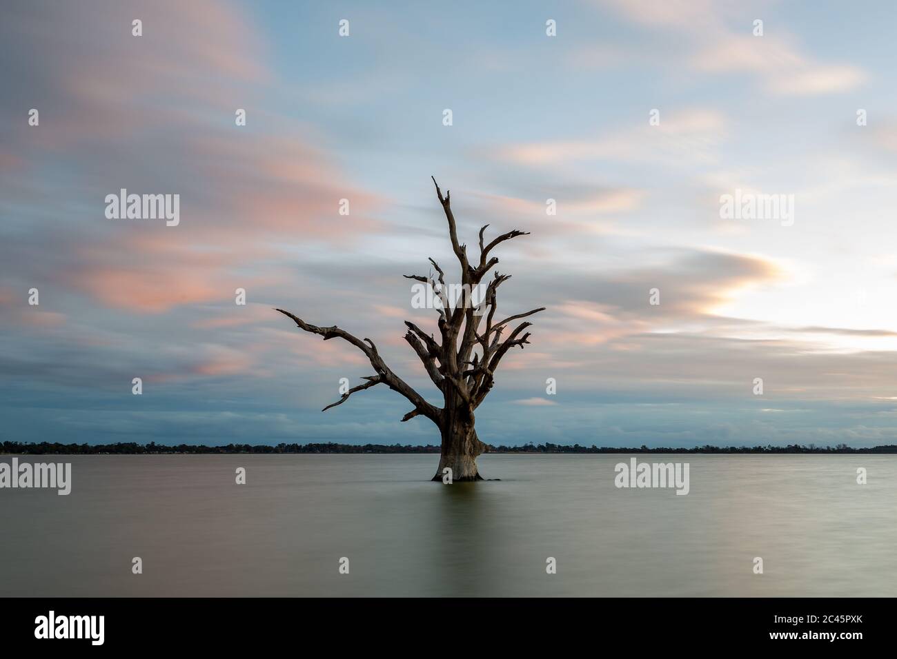 Une longue exposition d'un seul arbre dans le lac Bonney Barmera dans le Riverland South Australia le 20 juin 2020 Banque D'Images