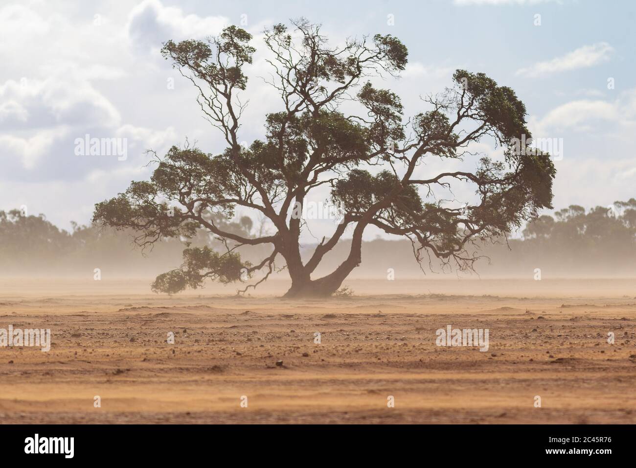 Un seul grand arbre dans un enclos de ferme avec une tempête de poussière dans le pays sud de l'australie le 20 juin 2020 Banque D'Images