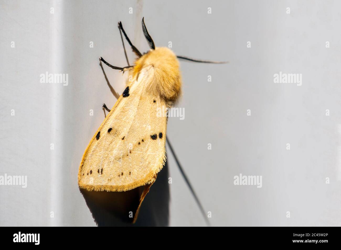 Papillon hermine - Spilosoma lutéum reposant sur un cadre de porte upvc, Royaume-Uni. Banque D'Images