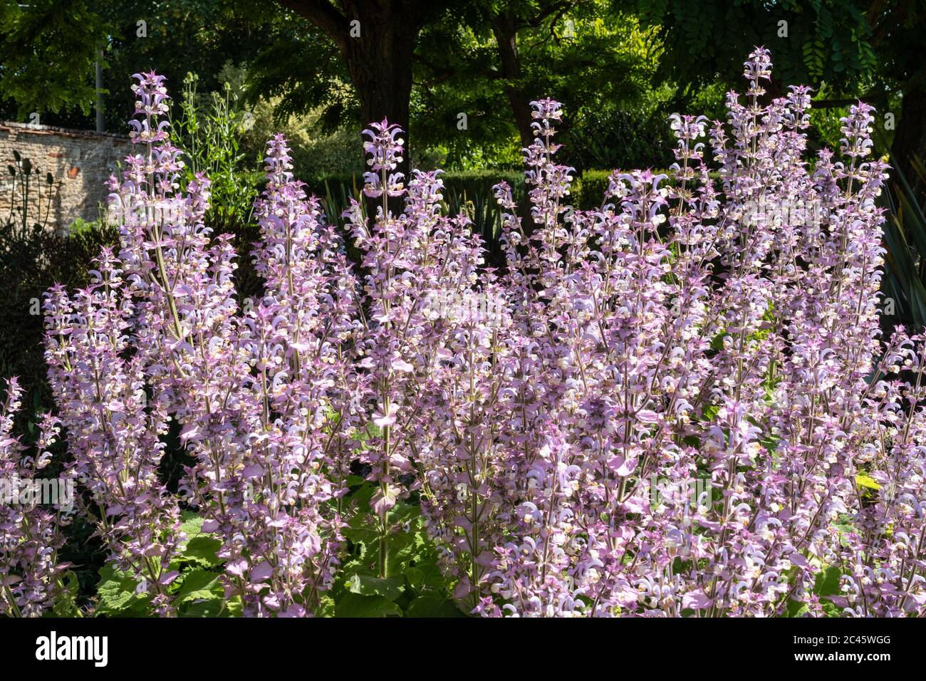 La sclarea de Salvia (sauge de la mye) fleurit dans un jardin anglais en juin, une plante utilisée en phytothérapie. Banque D'Images