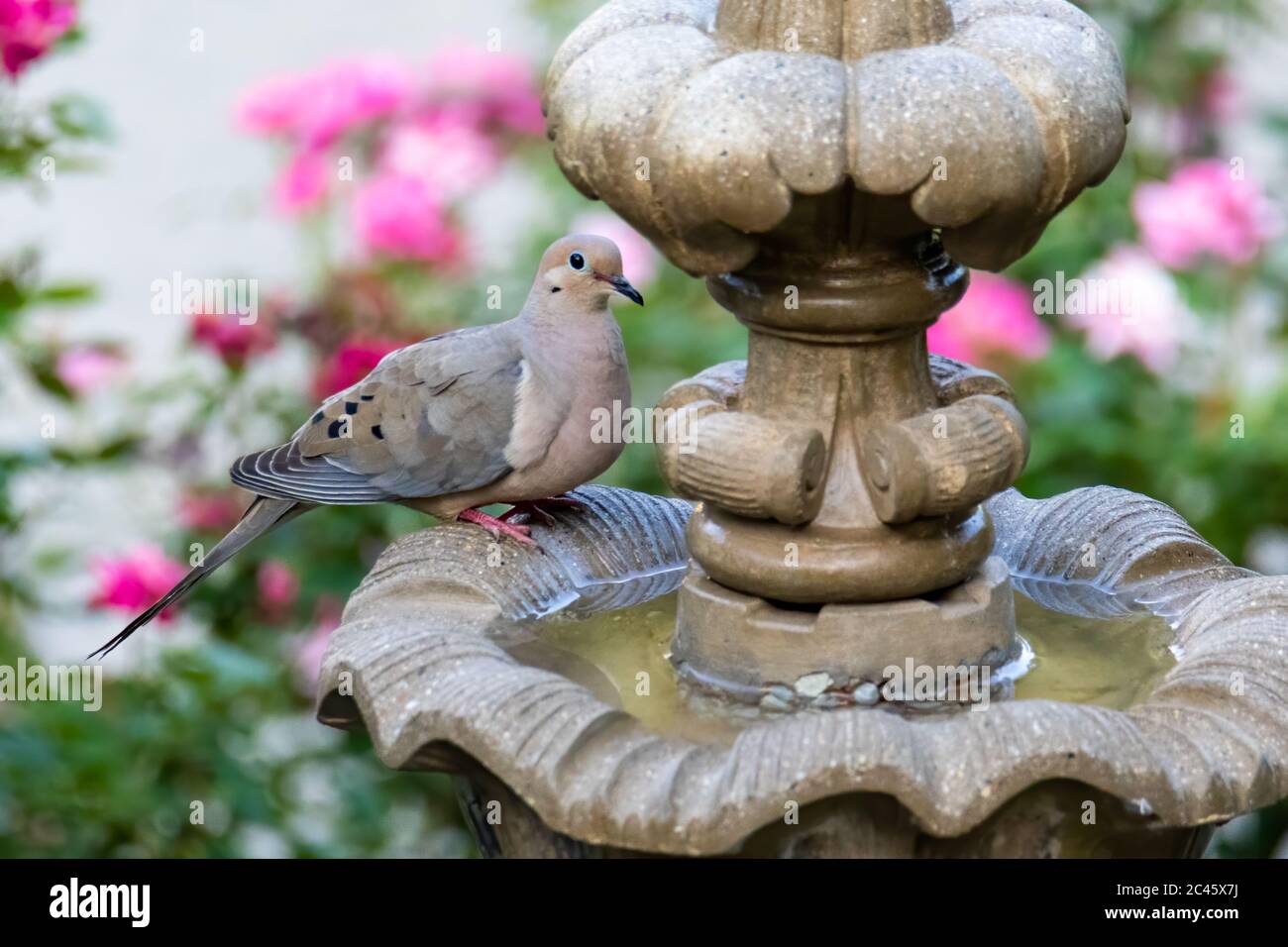 Deuil de Dove par une fontaine dans un jardin en été Banque D'Images