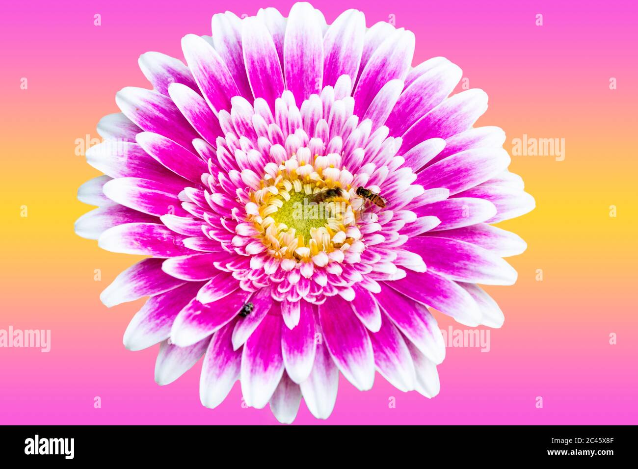 Gros plan d'une belle fleur de pâquerette rose et blanche en été Banque D'Images