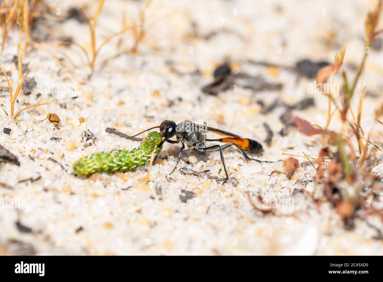 La guêpe de sable (Ammophila pubescens) avec une belle chenille jaune sous-aile (Anarta myrtilli) pour approvisionner son nid, Hampshire, Royaume-Uni Banque D'Images
