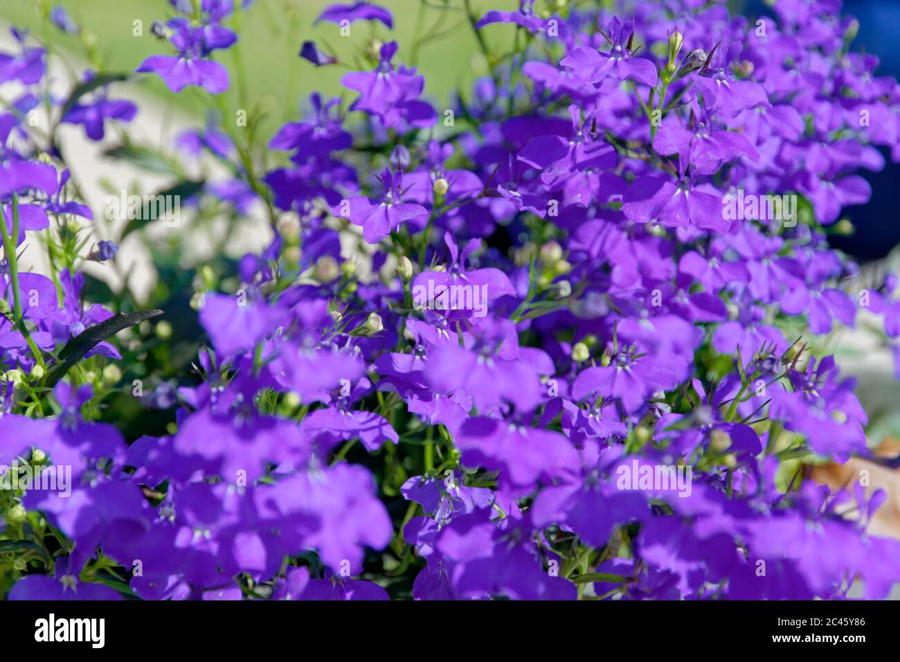 Fleurs de Lobelia bleues. Banque D'Images