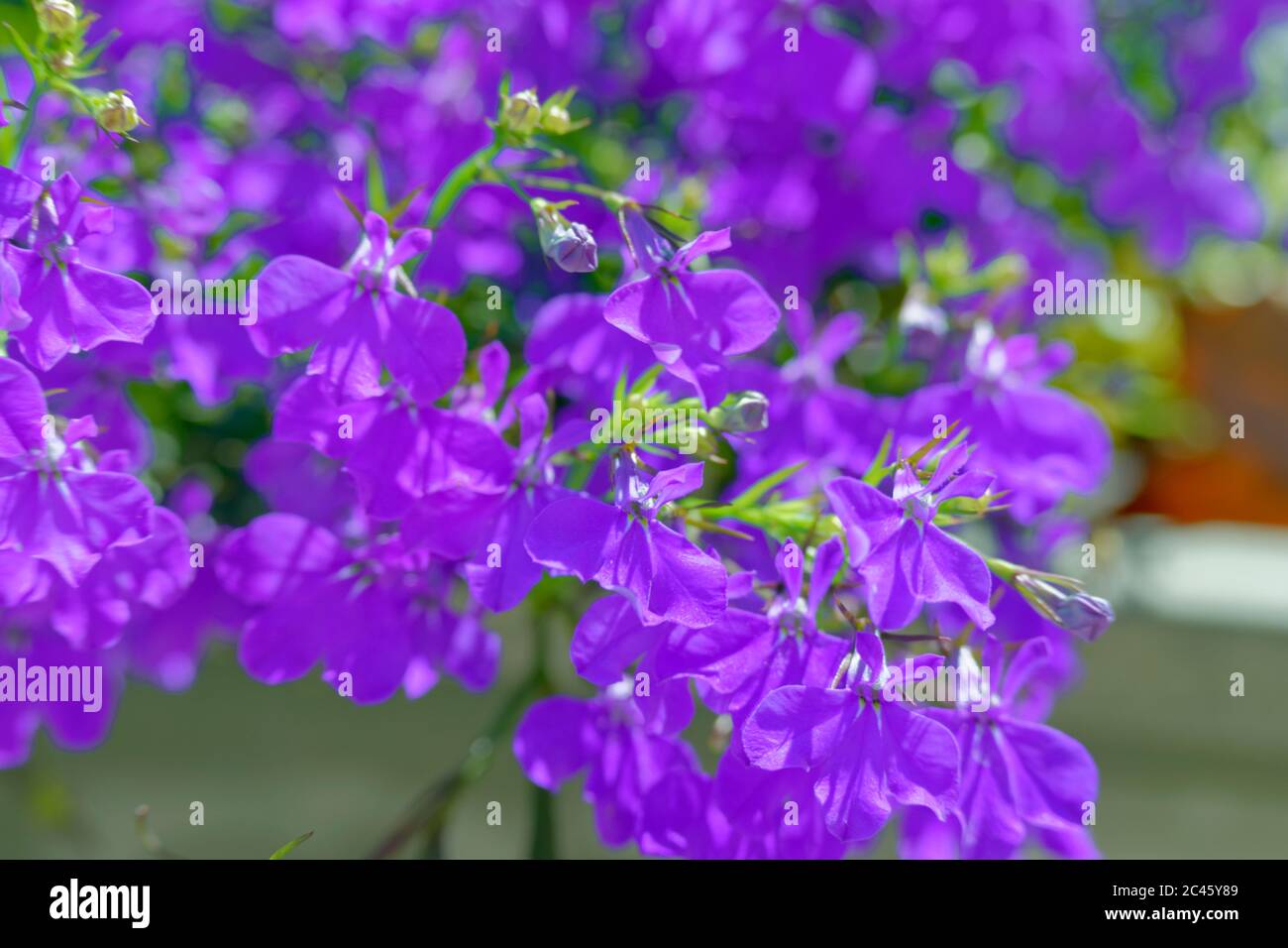 Fleurs de Lobelia bleues. Banque D'Images