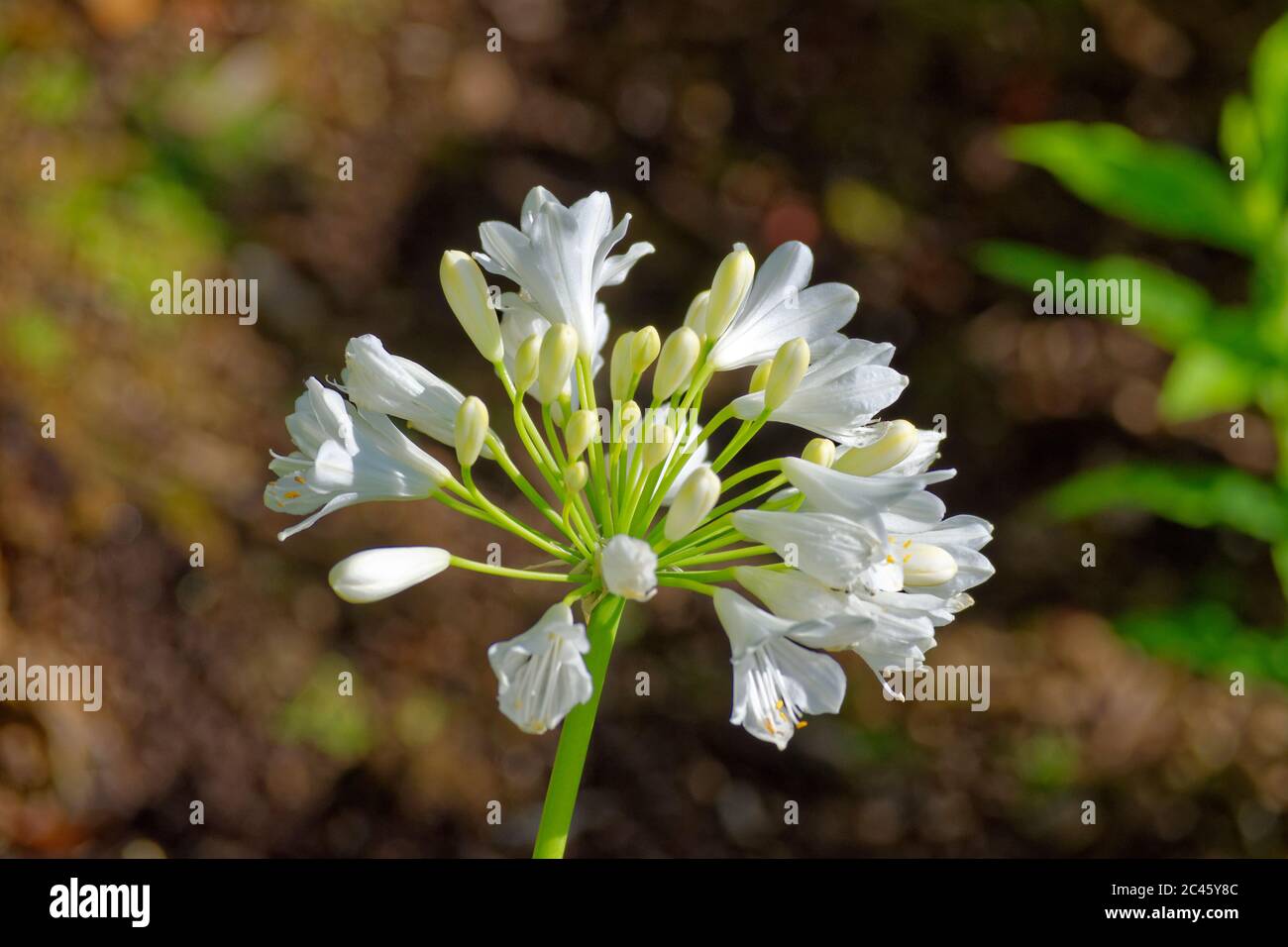 Fleur d'Agapanthus blanche. Banque D'Images