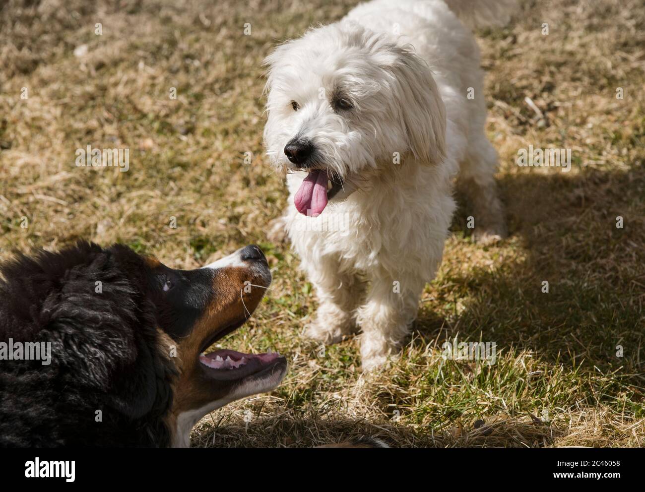 Le chiot bernois et le chien maltais jouent ensemble dans un parc. Banque D'Images