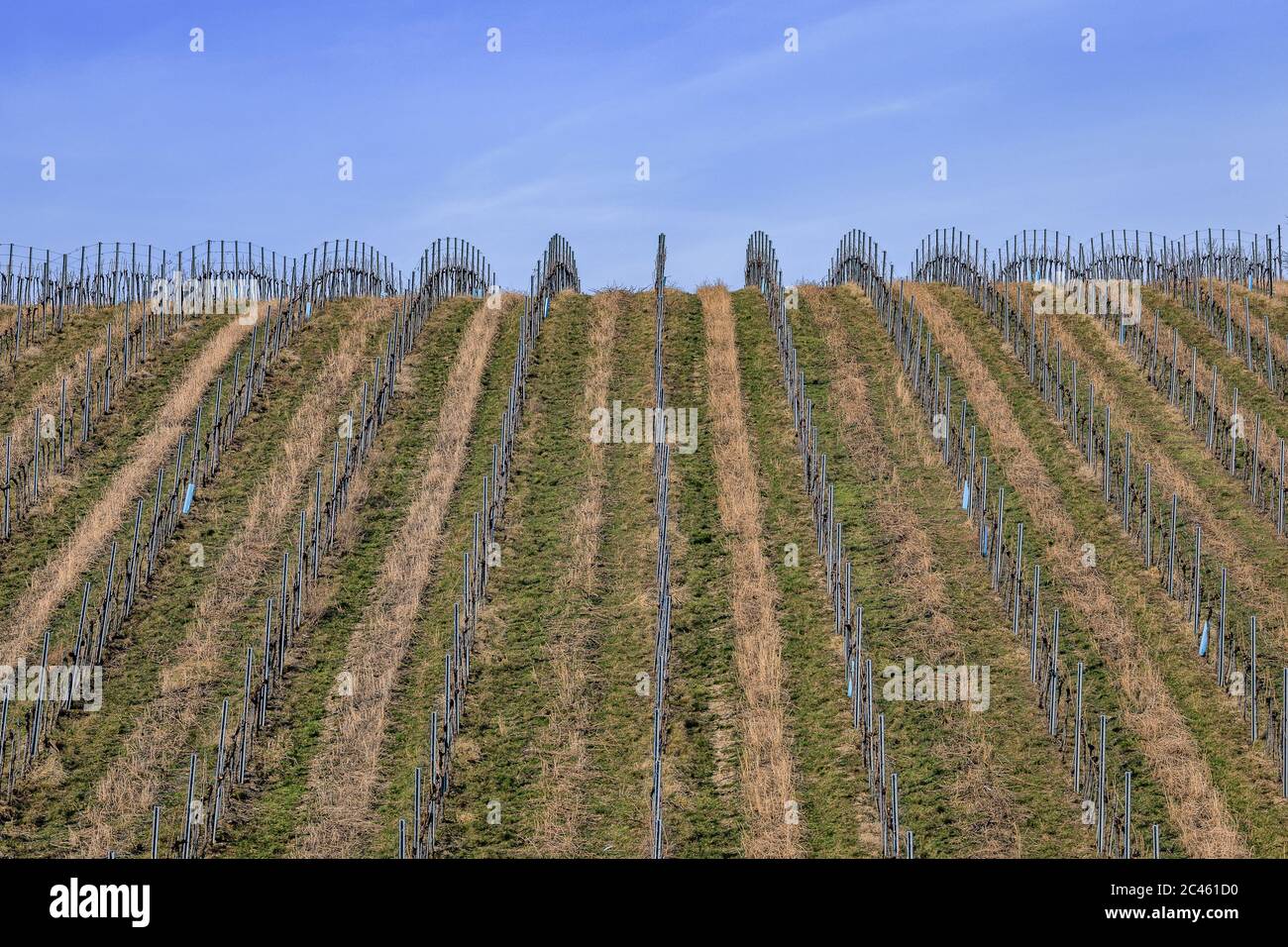 Vue sur les vignobles hibernal de Nussdorf à Vienne Banque D'Images