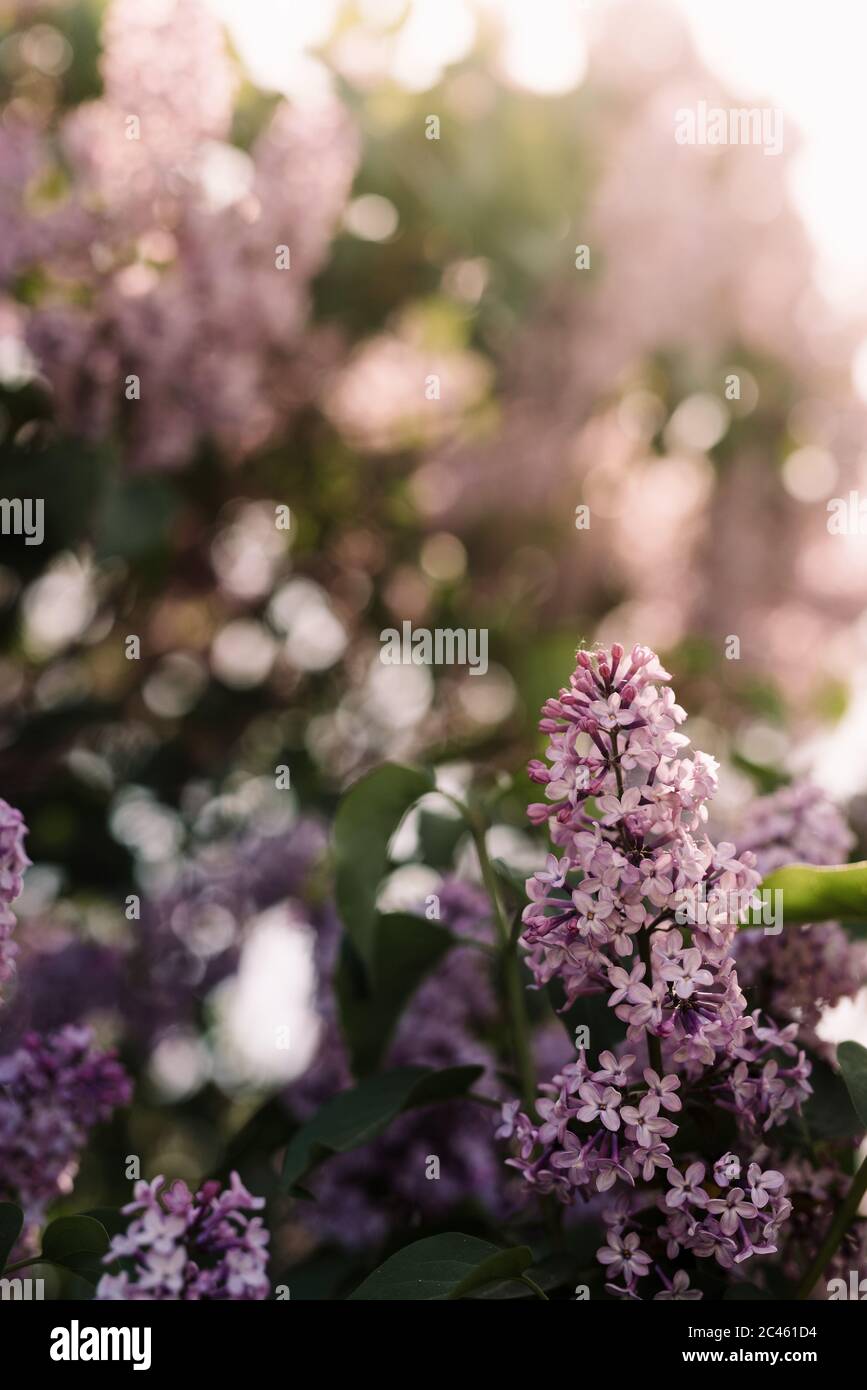 Éclat de soleil illuminant l'arbuste à fleurs violet et rose Banque D'Images