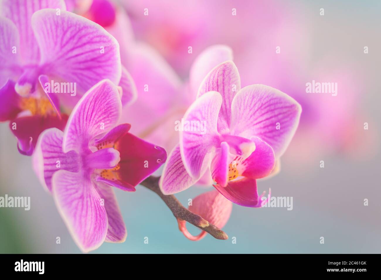 Orchidée rose devant un fond pastel et un bokeh crémeux Banque D'Images