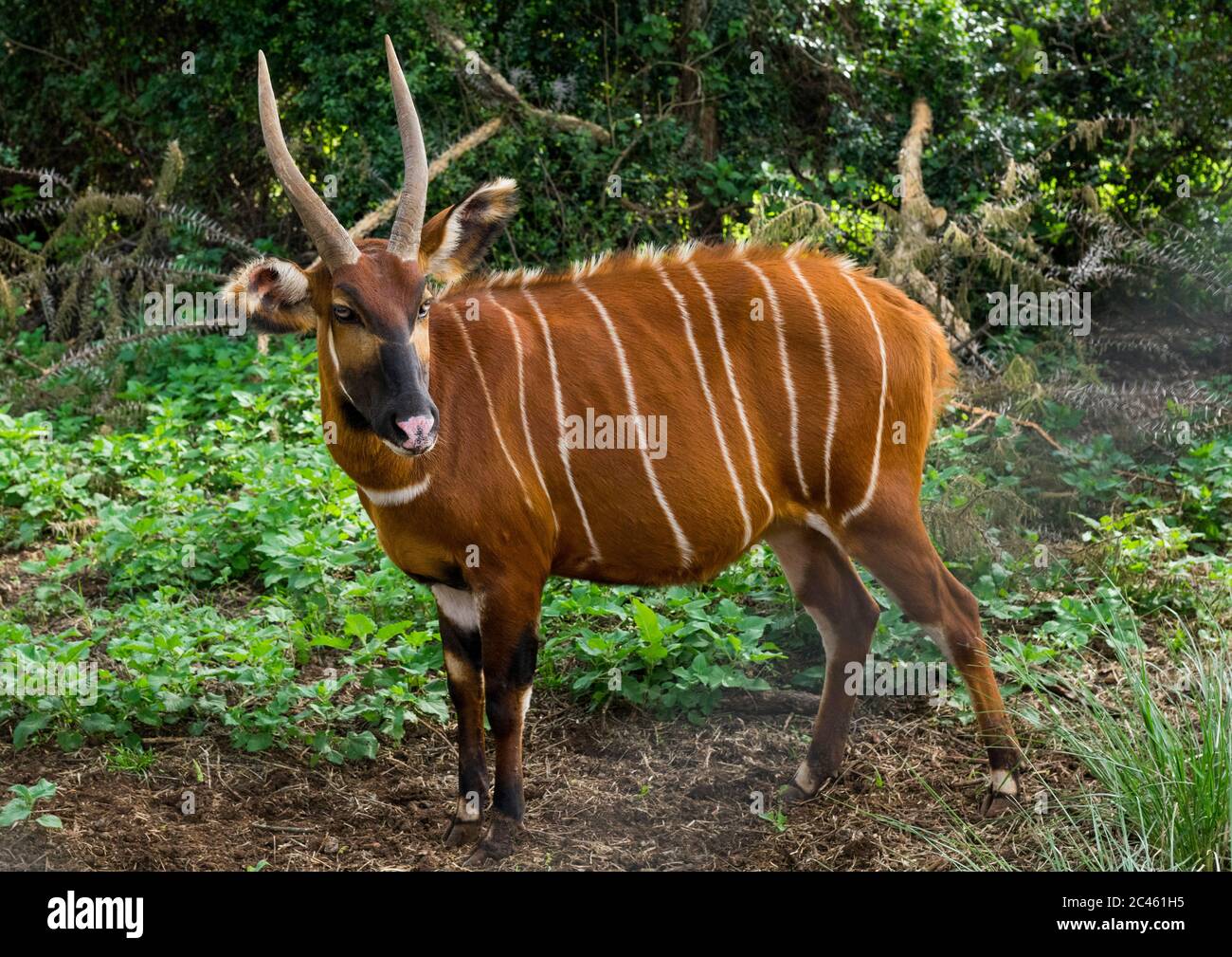 Le mâle de la montagne bongo (tragelaphus eurycerus isaaci) fait partie du programme de reproduction en captivité pour la réintroduction dans l'habitat indigène, comté de Laikipia, Mont ken Banque D'Images