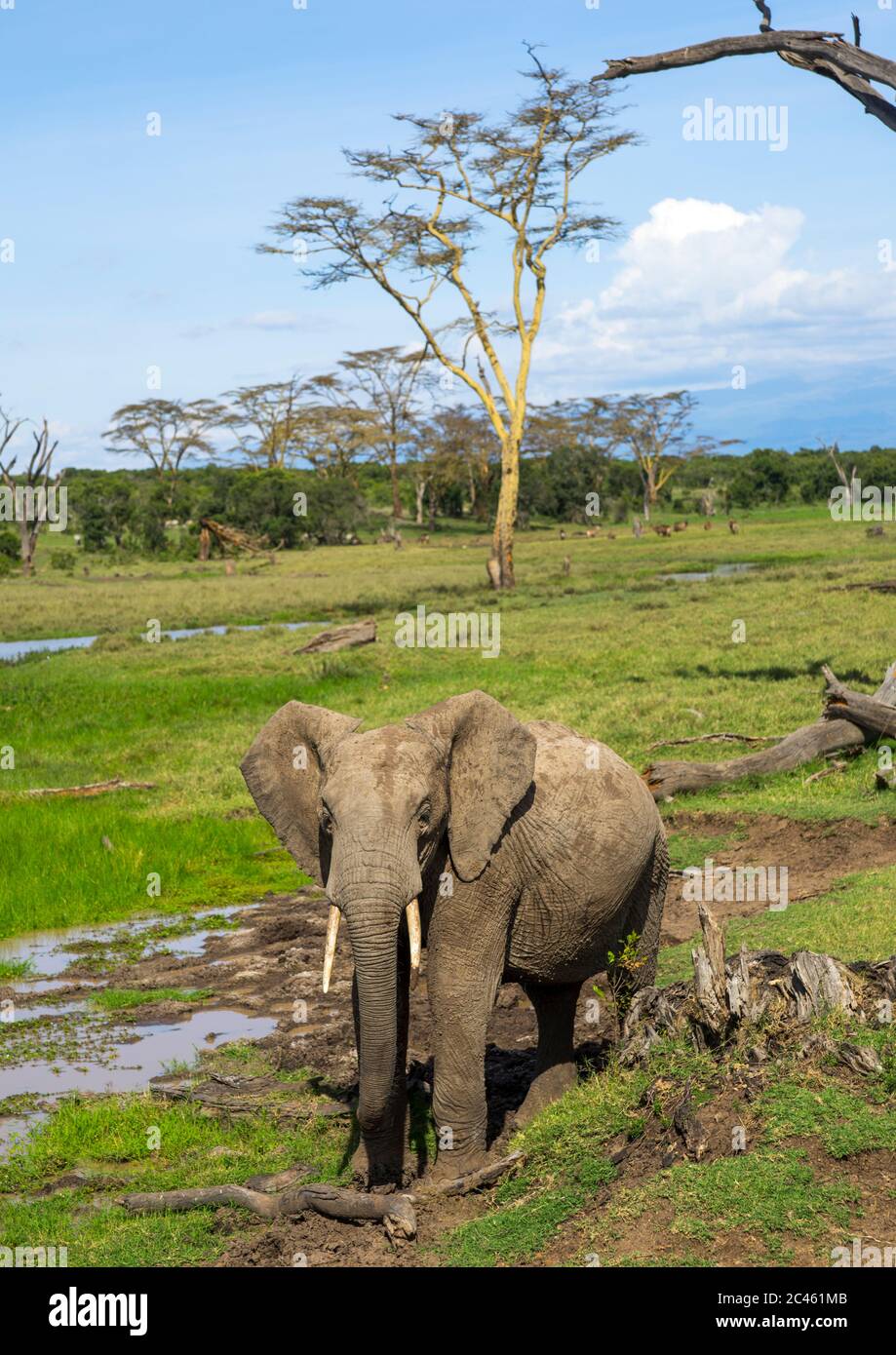 Éléphant d'Afrique (loxodonta africana), comté de Laikipia, Mont keny, Kenya Banque D'Images