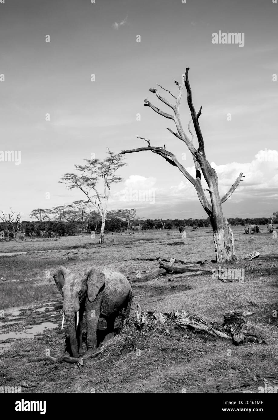 Éléphant d'Afrique (loxodonta africana), comté de Laikipia, Mont keny, Kenya Banque D'Images