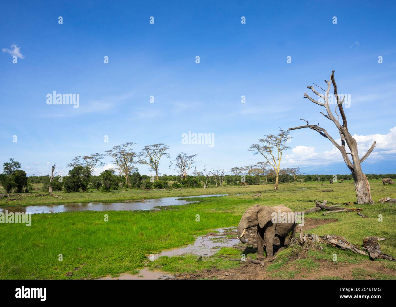 Éléphant d'Afrique (loxodonta africana), comté de Laikipia, Mont keny, Kenya Banque D'Images