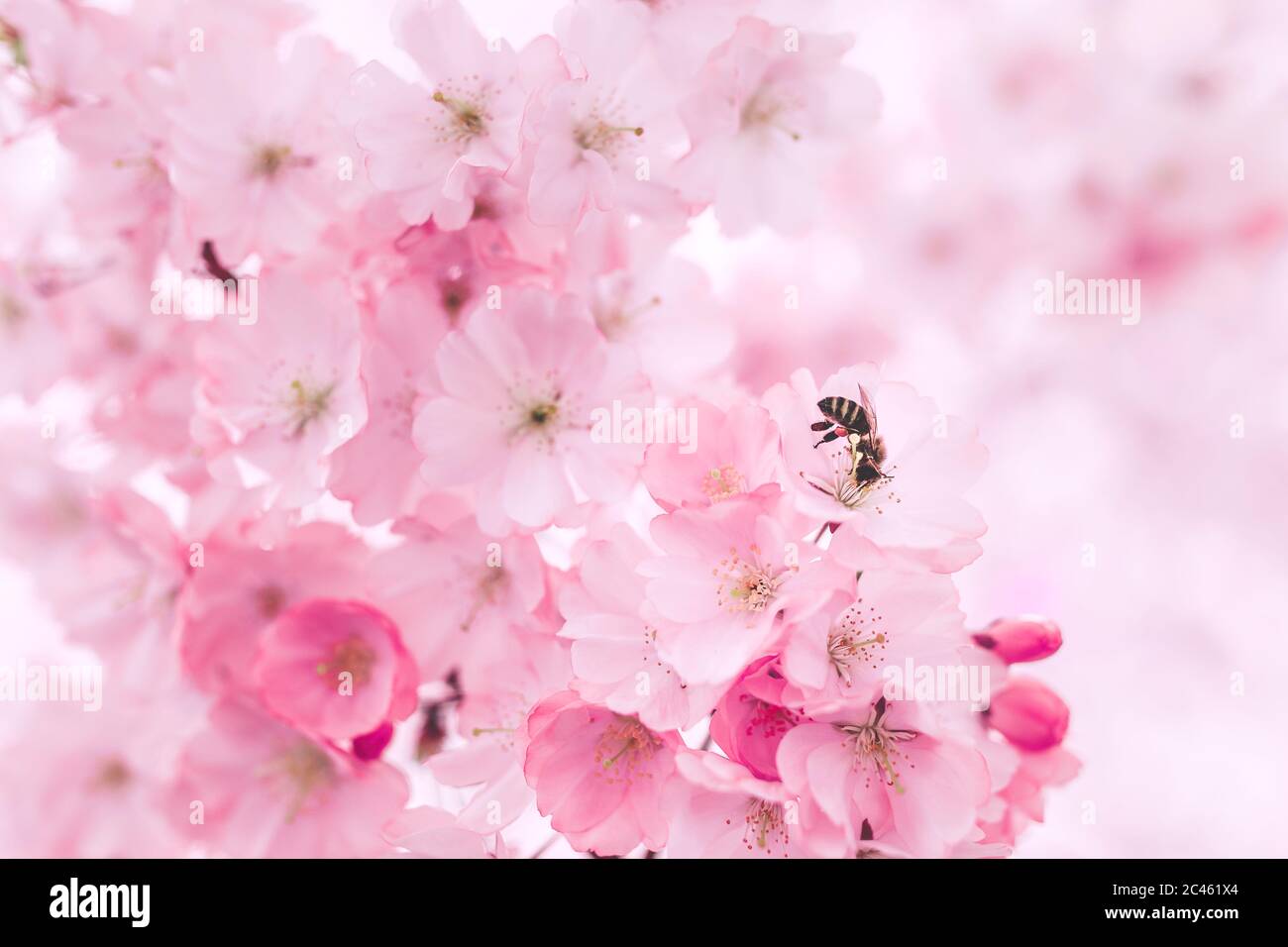 Guêpe jaune pollinisant belle fleur de rose Banque D'Images