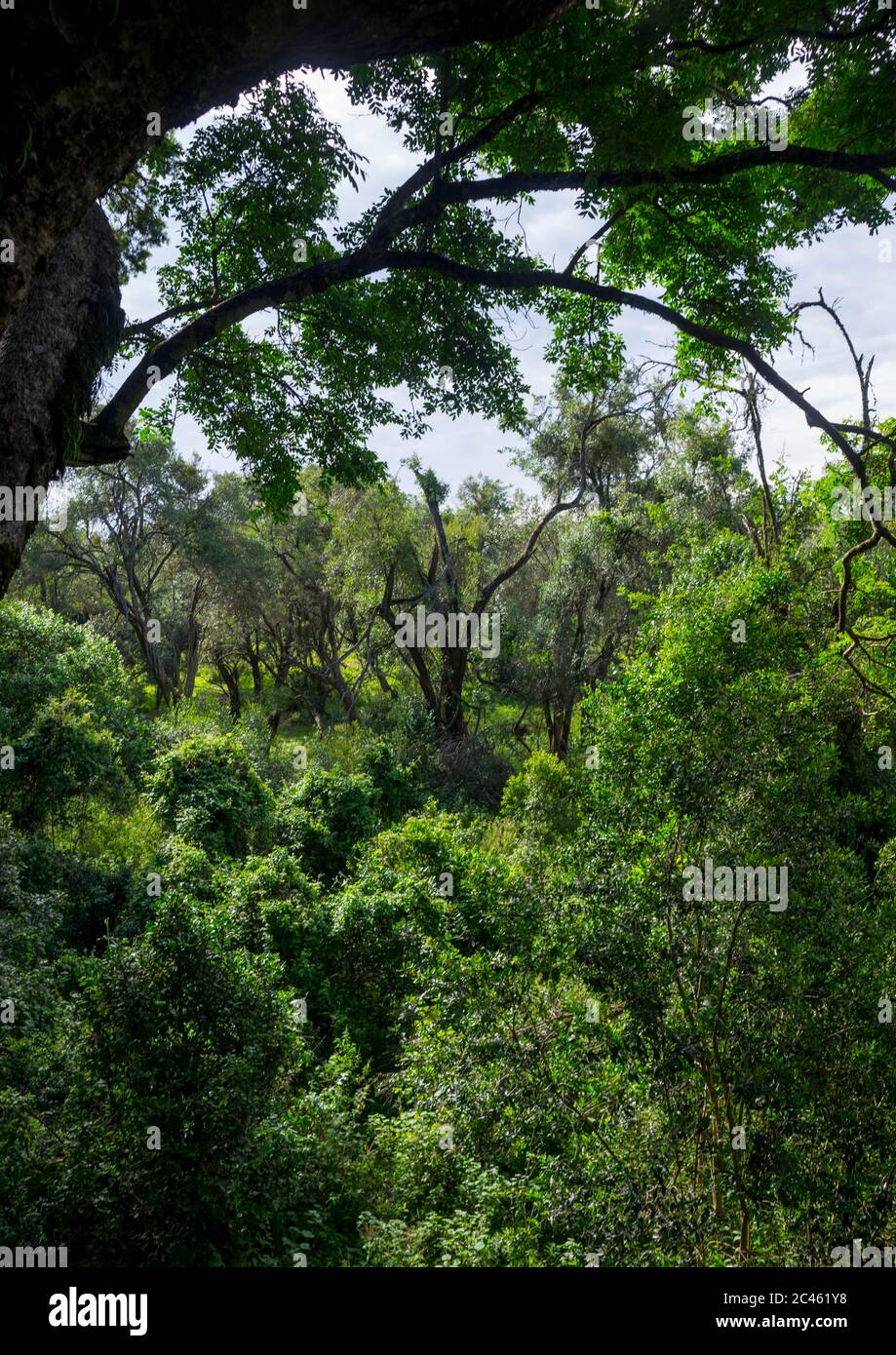 Forêt de la jungle, comté de Laikipia, Nanyuki, Kenya Banque D'Images