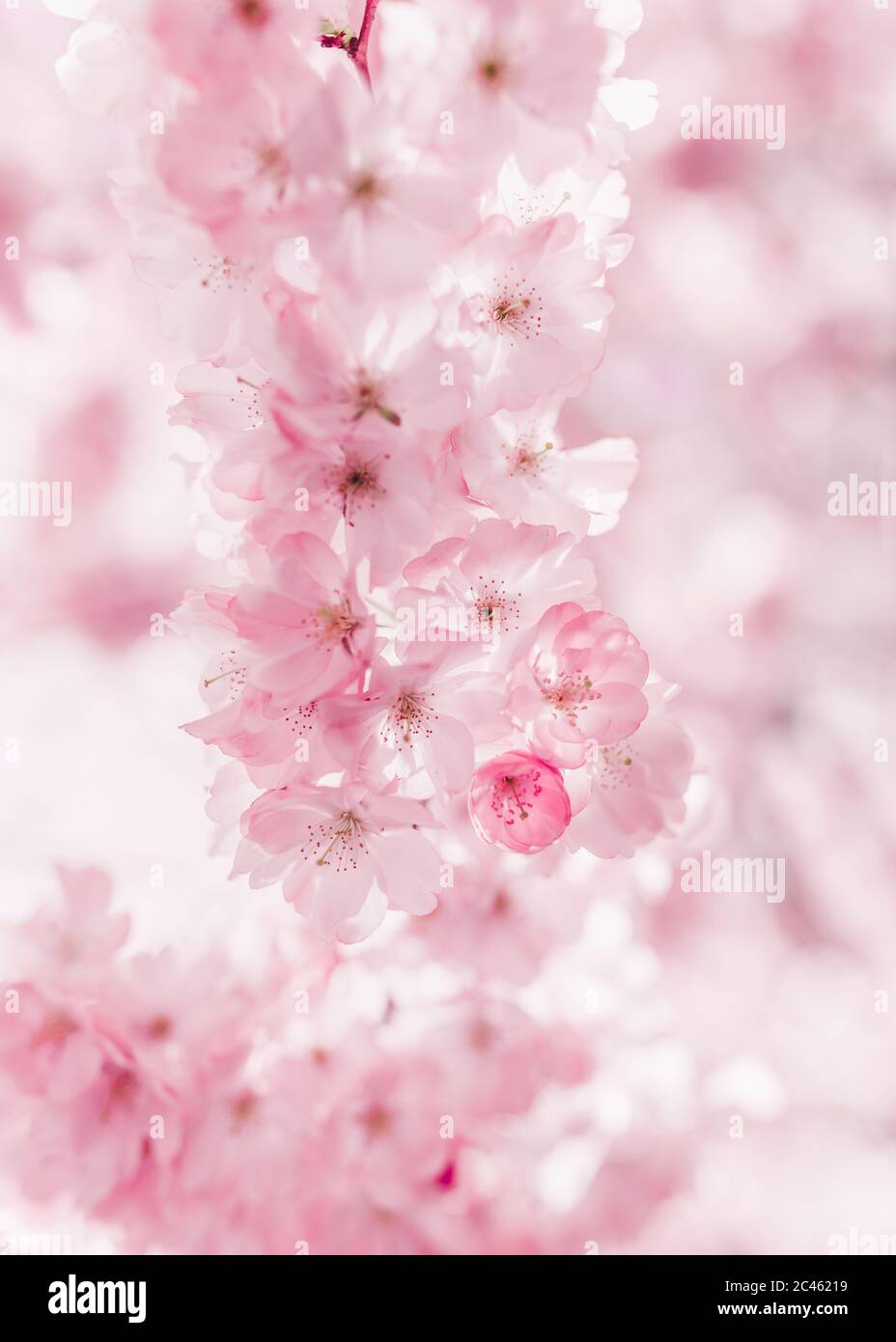 Cerisiers en fleurs à Vienne en spirales Banque D'Images