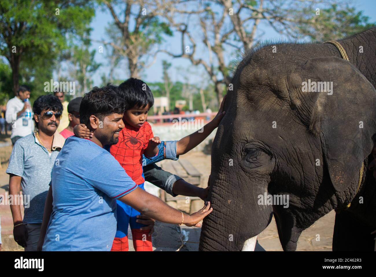 COORG, KARNATAKA, INDE - 23 mars 2019 : les gens qui nourrissent des éléphants dans le camp de conservation des éléphants de Dubare à Coorg Banque D'Images COORG, KARNATAKA, INDE - 23 mars 2019 : les gens qui nourrissent des éléphants dans le camp de conservation des éléphants de Dubare à Coorg Banque D'Images