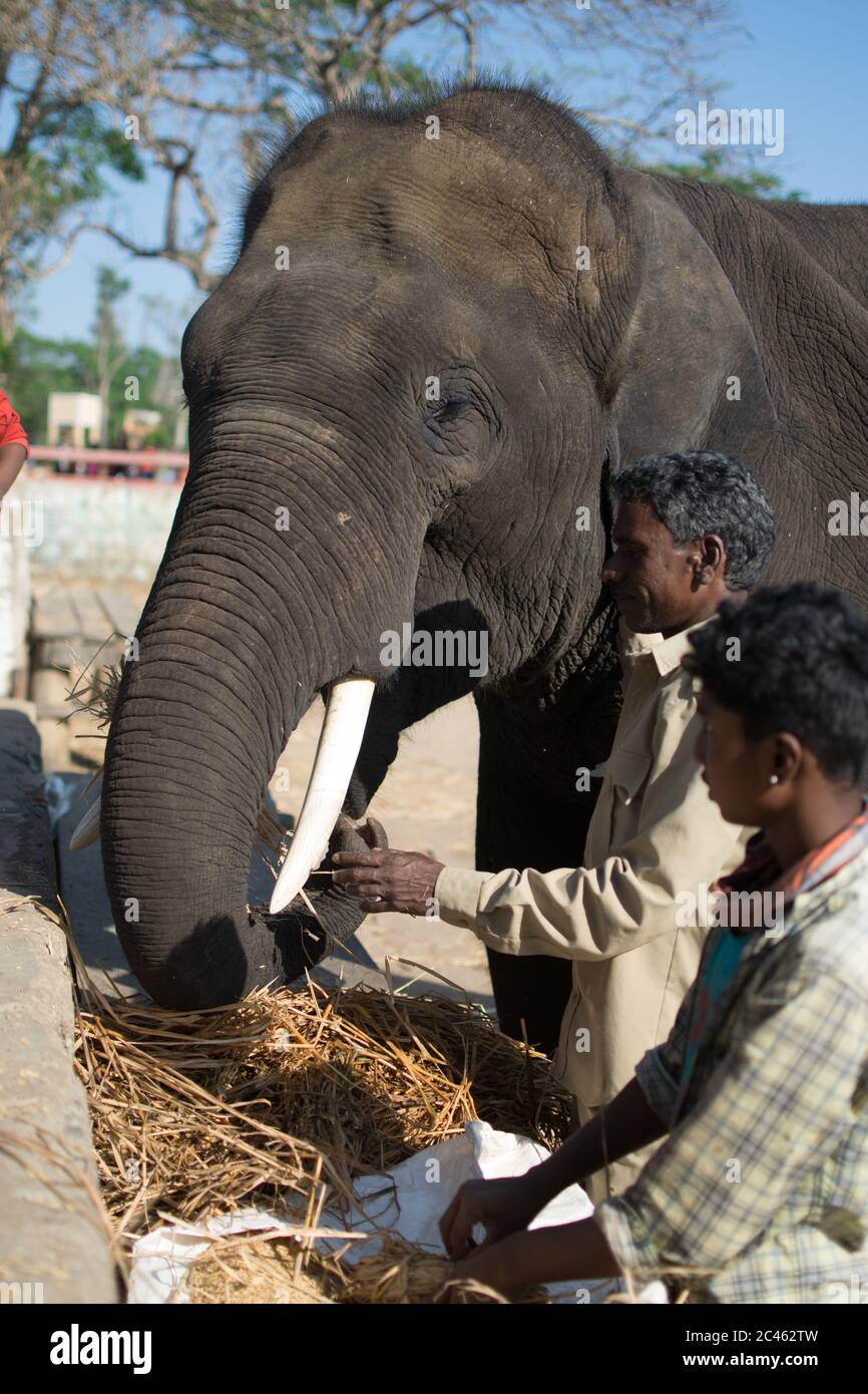 COORG, KARNATAKA, INDE - 23 mars 2019 : les gens qui nourrissent des éléphants dans le camp de conservation des éléphants de Dubare à Coorg Banque D'Images COORG, KARNATAKA, INDE - 23 mars 2019 : les gens qui nourrissent des éléphants dans le camp de conservation des éléphants de Dubare à Coorg Banque D'Images