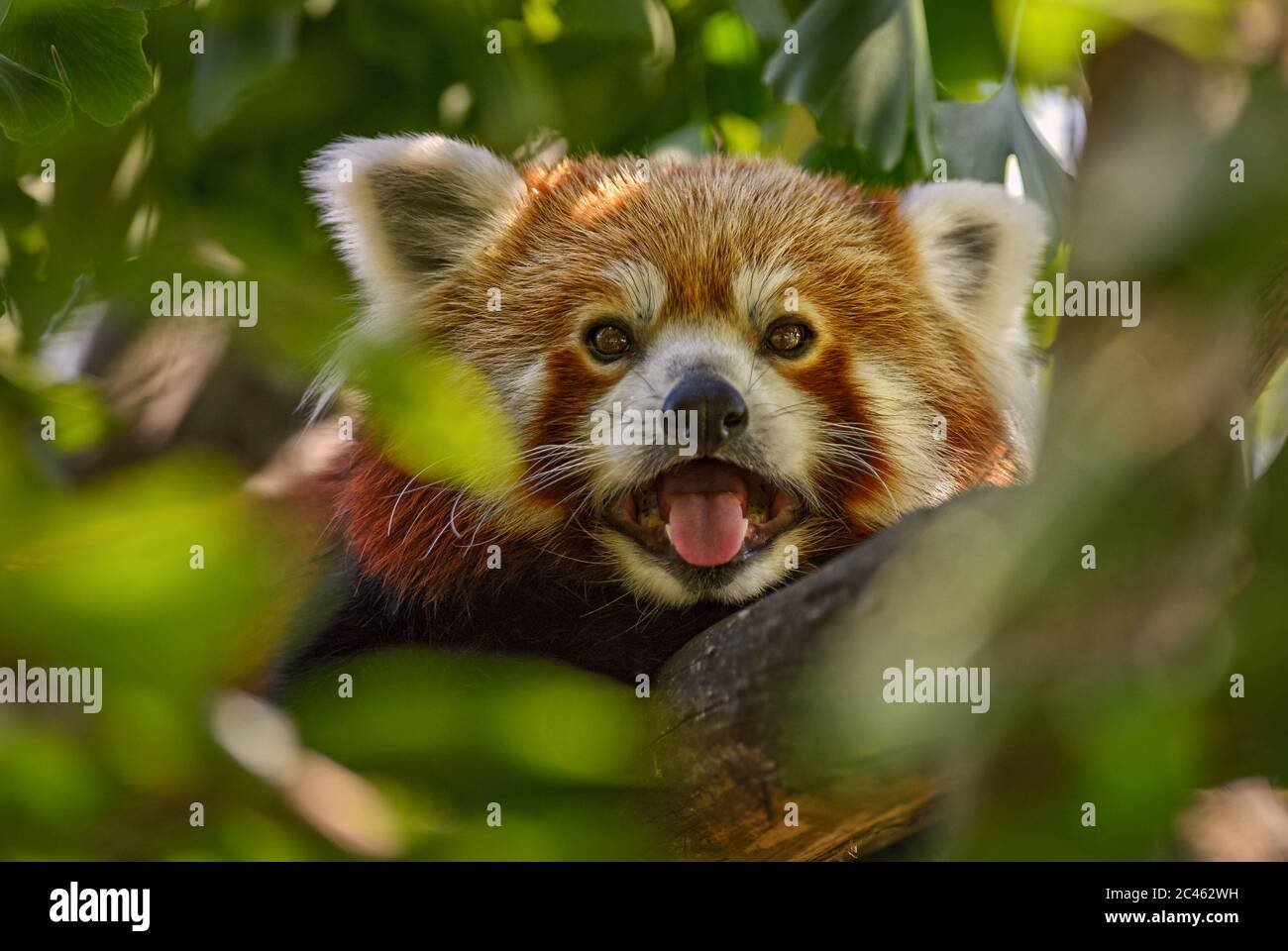 Panda rouge - Ailurus fulgens, populaire petit panda de forêts et de terres boisées asiatiques, Chine. Banque D'Images