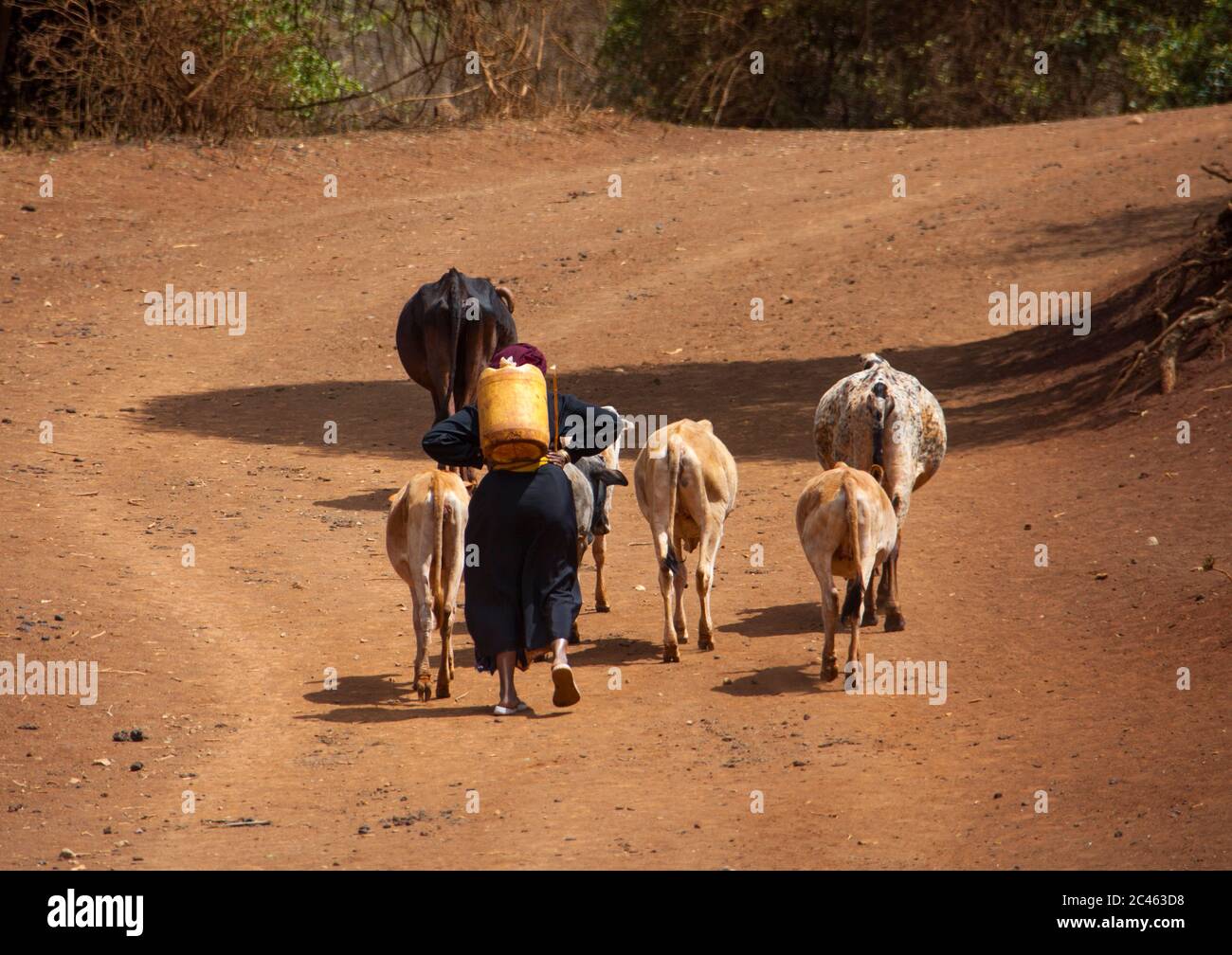 Gabbra tribu femme transportant de l'eau sur son dos, district de Marsabit, Marsabit, Kenya Banque D'Images