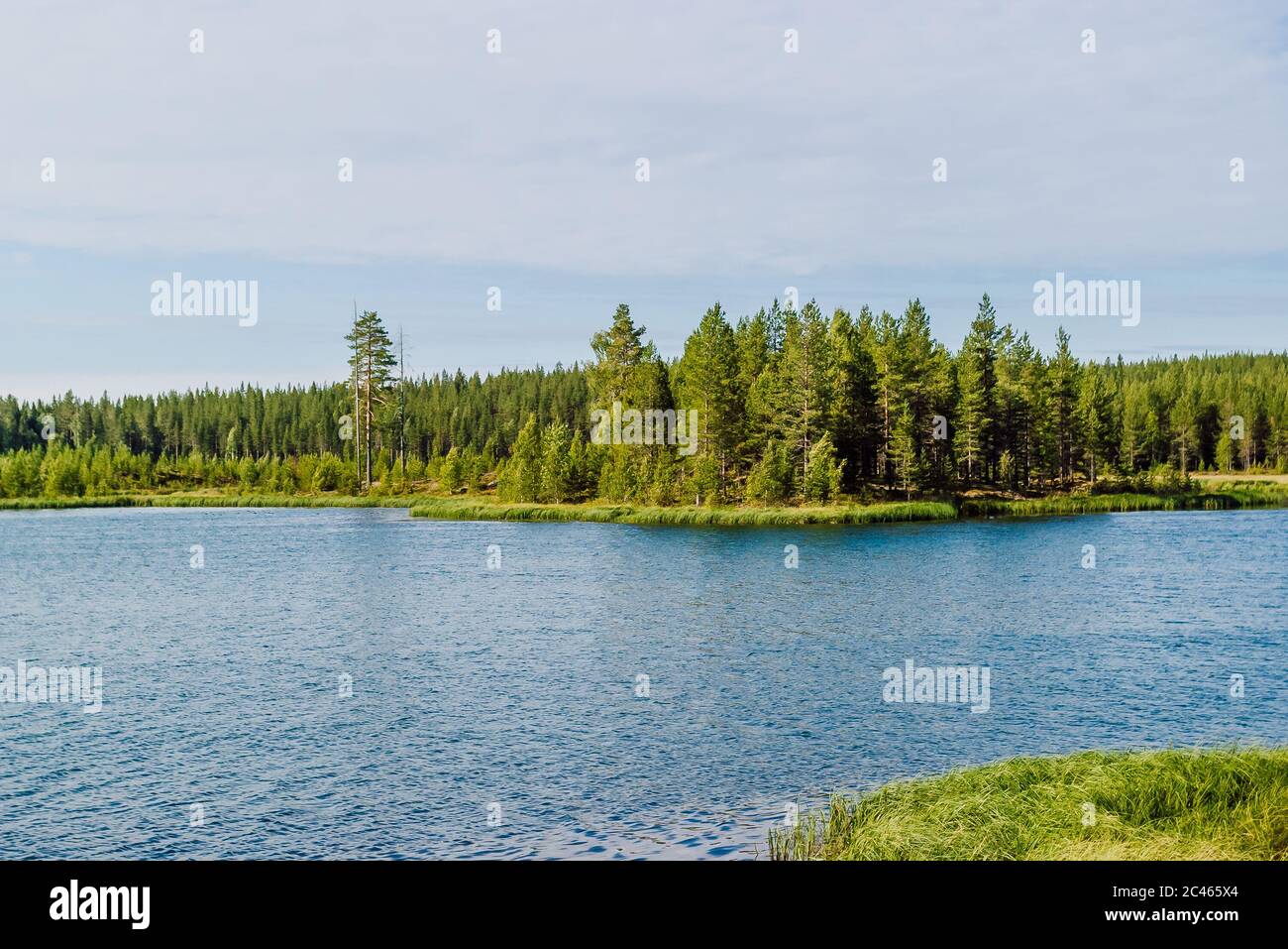 Belle vue sur les eaux calmes et la forêt dense de conifères sur la rive opposée d'un lac typique dans le nord de la Suède en été. Banque D'Images