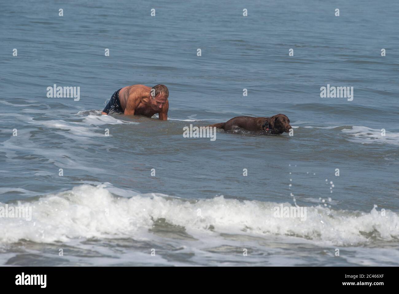 homme sauvant le chien de la mer Banque D'Images