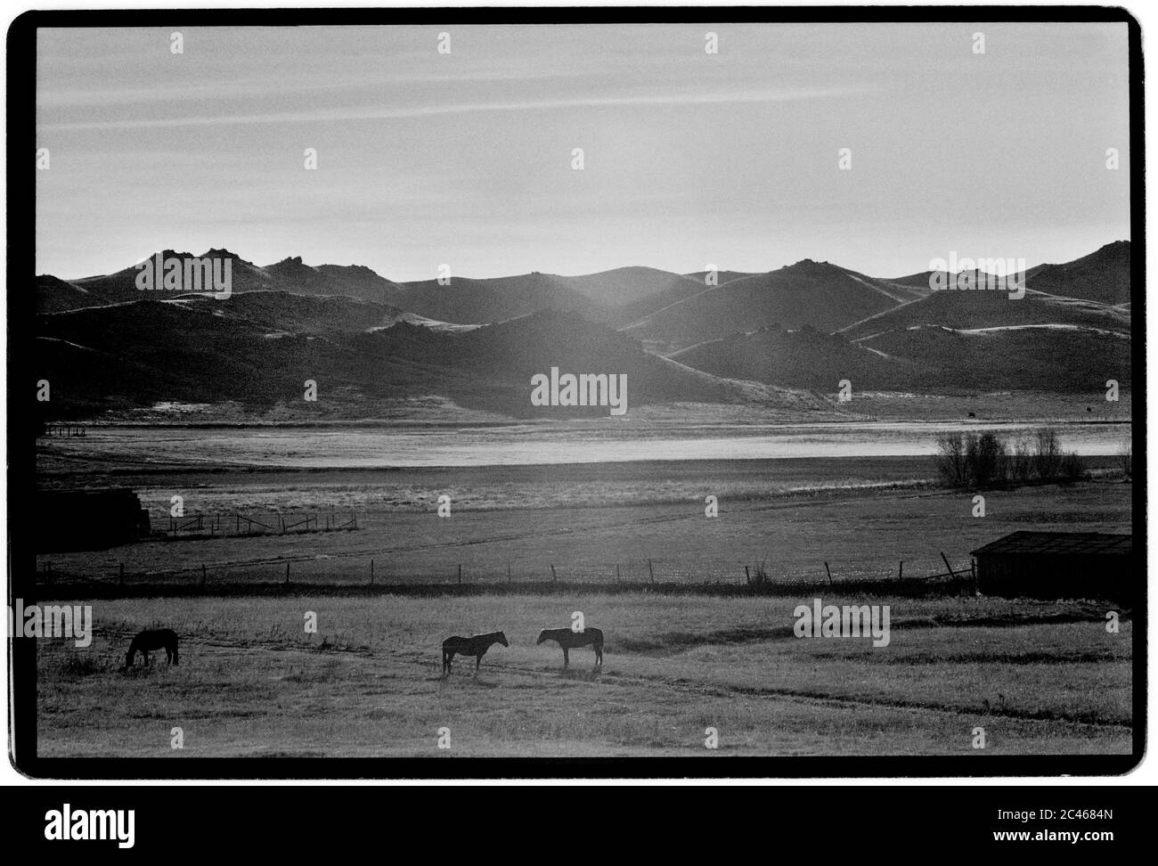 Wyoming USA 1988 Paysage avec les chevaux. Banque D'Images