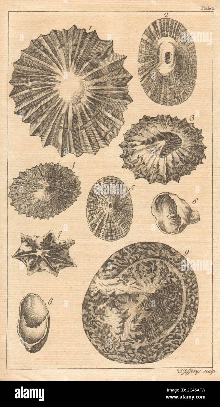 Plaque I. enveloppes Univalve. d'Argenville. Mollusques 1755 vieux imprimé antique Banque D'Images