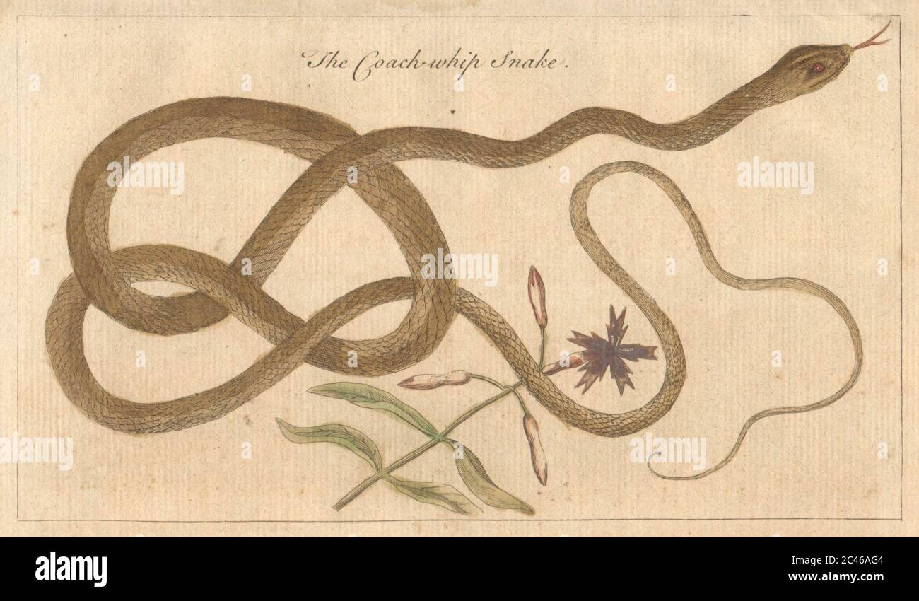 Le fouet de serpent d'entraîneur. Masticophis flagellum, serpent-fouet 1755 vieux imprimé Banque D'Images